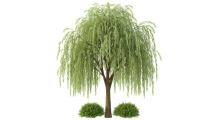 Isolated Willow Tree