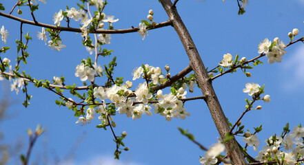 Cherry plum (Prunus cerasifera, Prunus divaricata) blooms in the garden in spring