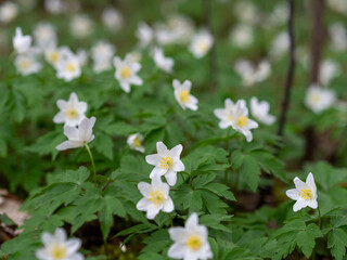 White wood anemone flowers. Anemone nemorosa, Ranunculaceae family. Forest and meadow flowers. Wood anemones blooming in early springtime