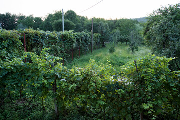 green trees in the forest