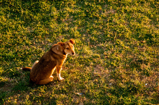 cat on the grass