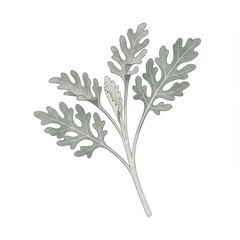 Fototapeta premium Detailed Botanical Illustration of Silver Grey Leaves