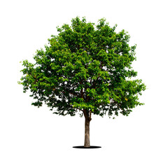 A lush green tree with a dense, rounded canopy and sturdy trunk.