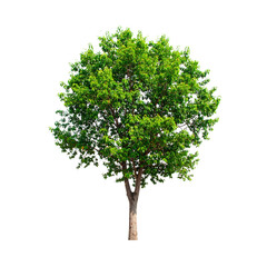 A tall, healthy tree with a full canopy of green leaves and a sturdy trunk.