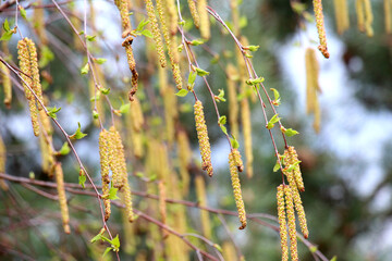 Birch blossoms in nature in spring