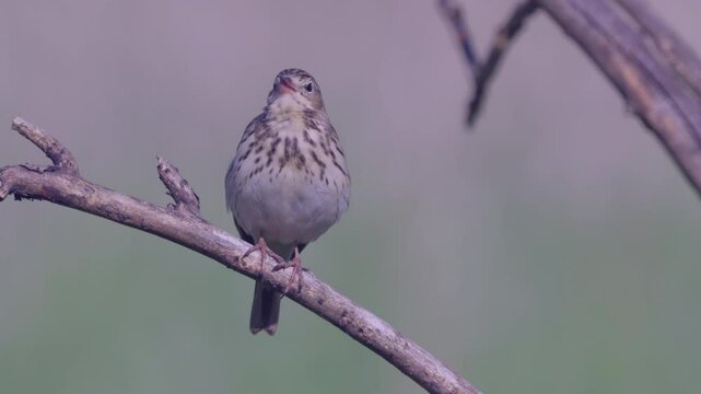 Tree Pipit (Anthus trivialis).  Close-up of a bird sitting on a tree branch.  Bird singing. Sound inside.