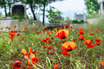 Fototapeta premium In a cemetery, Poppy flowers (Papaver rhoeas, Gelincik). In its natural habitat.