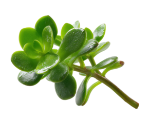 Green succulent plant with smooth leaves for home decor and gardening