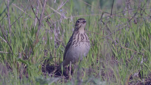 Tree Pipit (Anthus trivialis).  Close-up of the bird sitting in green grass. Bird singing. Sound inside.