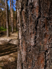Close-up of Tree Bark with Forest Background