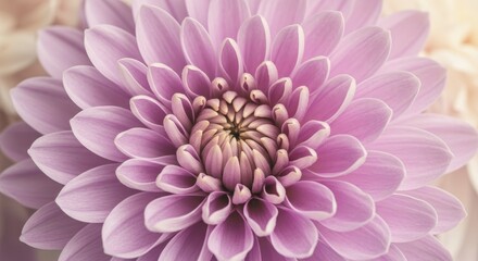 Fototapeta premium Up Close View of Vibrant Lavender Chrysanthemum - Delicate lavender chrysanthemum petals, symbolizing beauty, purity, joy, longevity, and optimism. A soft