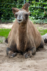 Portrait of a Bactrian camel