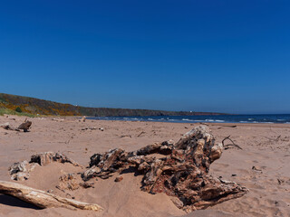 Tree trunks and Driftwood spread across the fine sandy beach at the St Cyrus national Nature Reserve on the North East Coast of Scotland.