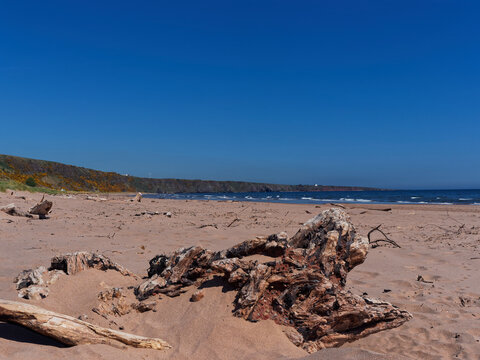 Tree trunks and Driftwood spread across the fine sandy beach at the St Cyrus national Nature Reserve on the North East Coast of Scotland.