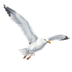 Obraz premium Watercolor Painting of a White Seagull in Flight