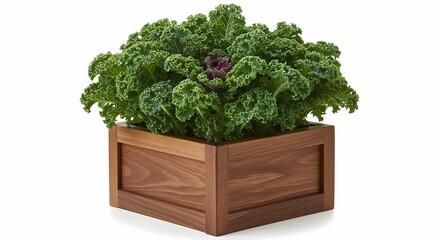 Fototapeta premium Fresh Green Mint Leaves - Perfect for Culinary and Medicinal Uses