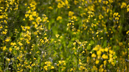 Rapeseed / Canola (Brassica napus)