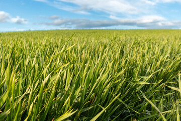 Lush, vibrant grass sways gently in the breeze beneath a clear blue sky dotted with soft, white clouds on a sunny day