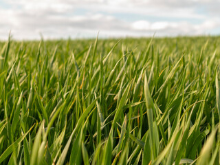 Bright green blades of grass sway slowly, illuminated by sunlight, with a backdrop of fluffy clouds on a clear day
