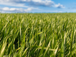 Vibrant blades of grass dance softly in the wind, illuminated by the warm sunlight against a clear blue backdrop