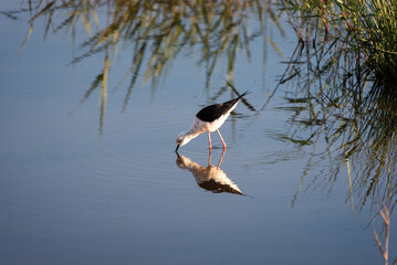 Reflections of Serenity: Black-winged Stilt Foraging in Mirrored Waters