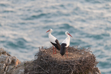 White storks in the nest above the cliffs, Cabo Sardão, Vicentine Coast, Portugal.