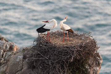 White storks in the nest above the cliffs, Cabo Sardão, Vicentine Coast, Portugal.