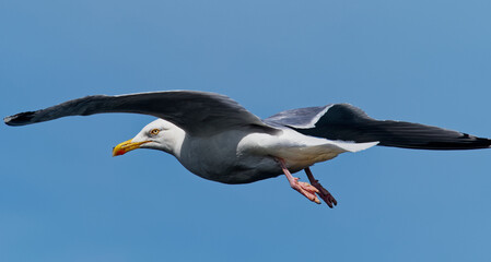 A herring Gull, Larus argentatus in flight along the Cliffs of the Fowlsheaugh Nature Reservation on the East Coast of Scotland