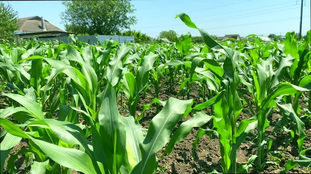 Young corn, small house, agricultural protection. Slow motion video: green corn stalks in wind need agricultural protection. Concept: agricultural protection will make it possible to grow healthy food