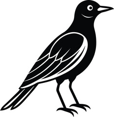Obraz premium crow on a white background