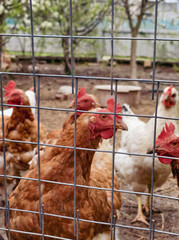 chickens behind bars in aviary