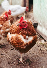 beautiful homemade red chicken in the pen