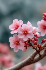 Delicate Pink Cherry Blossoms: A Serene Floral Close-Up
