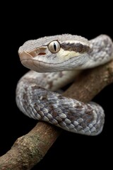 Obraz premium Serpentine Beauty: A Close-Up of a Grayish-Brown Snake Coiled on a Branch