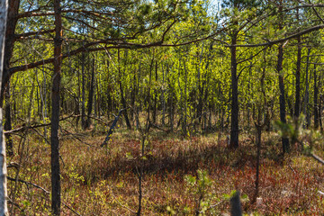 landscape with low forest overgrowing a transitional peat bog in Poland