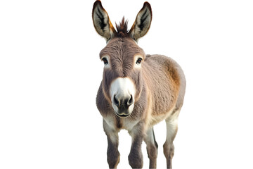 Obraz premium donkey isolated on white background