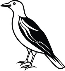 vector illustration of a bird