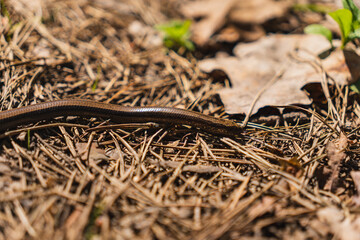 close-up on a blindworm on the ground in early spring