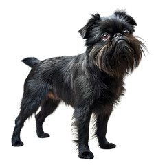  Full-body portrait of a small, black Brussels Griffon dog with a distinctive beard and mustache, standing and looking up, isolated on a transparent background