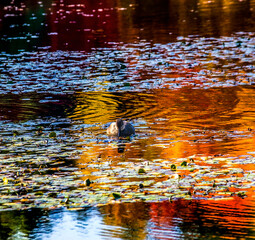 Duck Pond Reflection Van Dusen Vancouver Canada