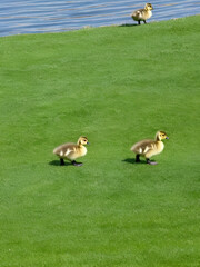 baby goslings walking on grass near water