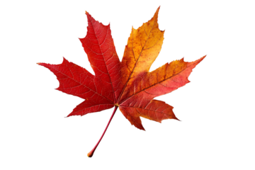 maple leaf isolated on white