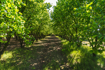 Hazelnut plantation at the beginning of spring full of green leaves