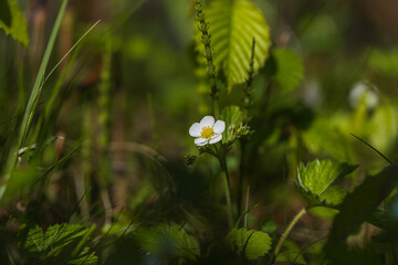 Wild strawberry flower in the meadow