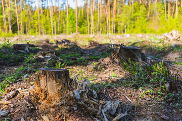 The trunk of a felled tree against the backdrop of a growing forest