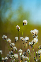Obraz premium Detail of hare's-tail cottongrass growing on a fen during early spring