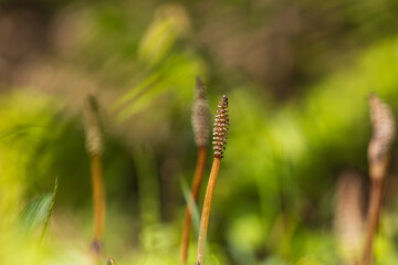 Horsetail - Equisetum arvense in a meadow. Beautiful bokeh background