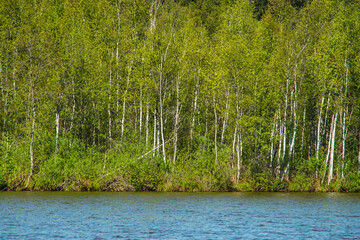 Landscape with a shore of dystrophic lake obradowskie in lubelskie voivodship in Poland