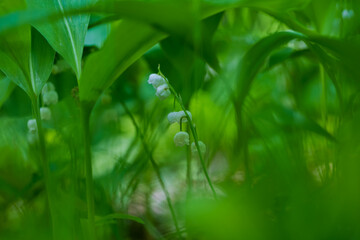 Lily of the valley - Convallaria majalis - white flower with green leaves in the forest. Beautiful bokeh. Poisonous flower