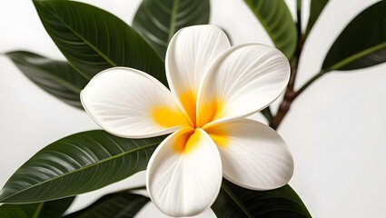 Fototapeta premium Serene Plumeria A close-up view of a pristine white flower with vibrant yellow center, delicately nestled amongst lush green leaves. Tranquil beauty in nature.
